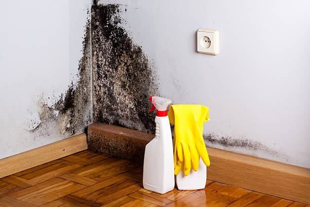 Mold Odor Removal Services in Lakeview, CA